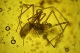 Detailed Fossil Spider and Small Beetle in Baltic Amber #197739-1